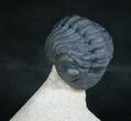 Enrolled Phacops Trilobite From Foum Zguid #8143-3